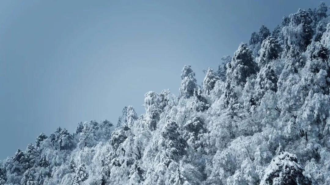 从孟羽童到雷军,董明珠到底骂过多少人?